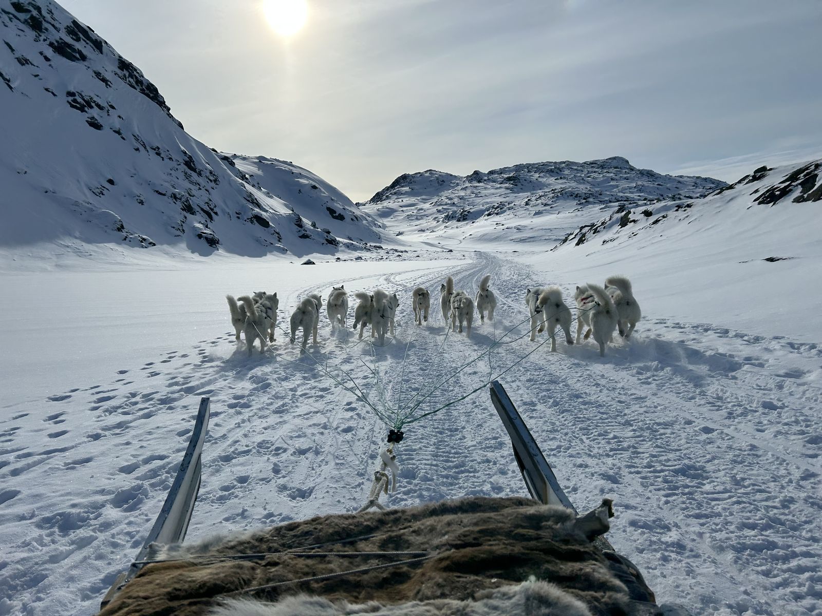 Dog sled team in the Arctic